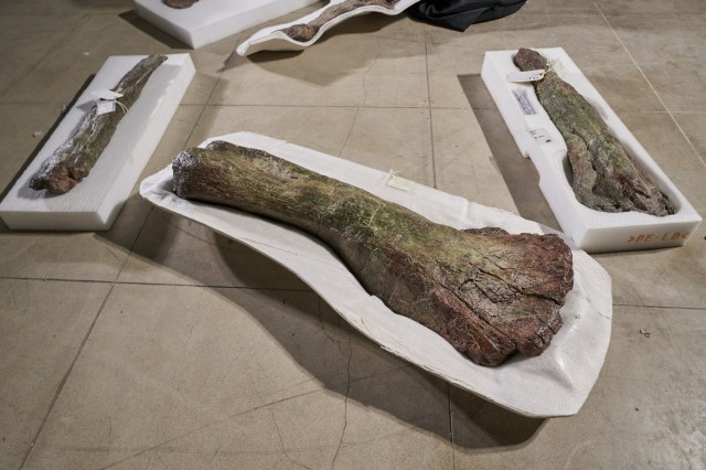 Gnatalie bones ready to ship